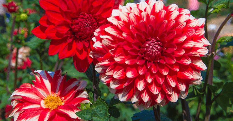 découvrez les conseils clés pour planter des dahlias avec succès et embellir votre jardin toute la saison.