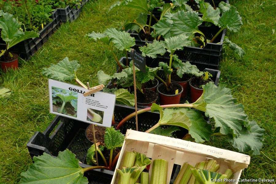découvrez comment planter et réussir la culture de la rhubarbe dans votre jardin grâce à nos conseils pratiques et astuces pour une récolte abondante et savoureuse.