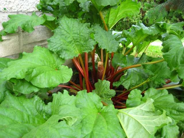 découvrez comment planter et réussir la culture de la rhubarbe dans votre jardin grâce à nos conseils pratiques et astuces de jardinage faciles à suivre.
