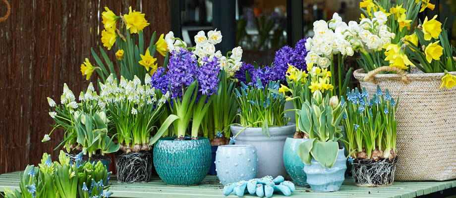 découvrez comment planter des tulipes au printemps pour égayer votre jardin avec de magnifiques fleurs colorées. suivez nos conseils simples pour un résultat réussi.