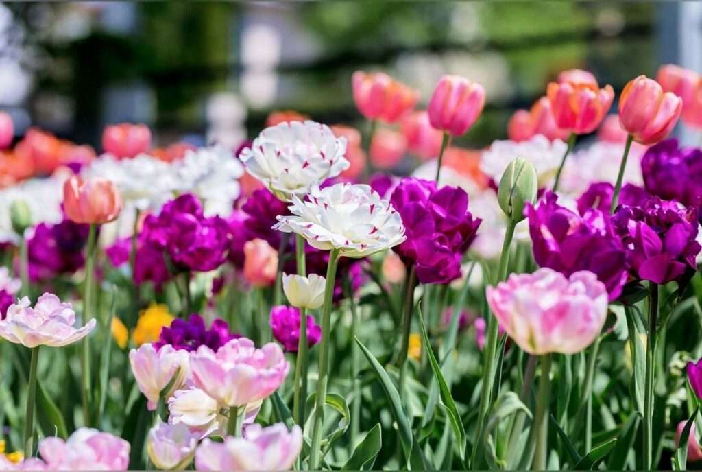 découvrez comment planter des tulipes au printemps pour un jardin coloré et éclatant, avec nos conseils simples et pratiques.