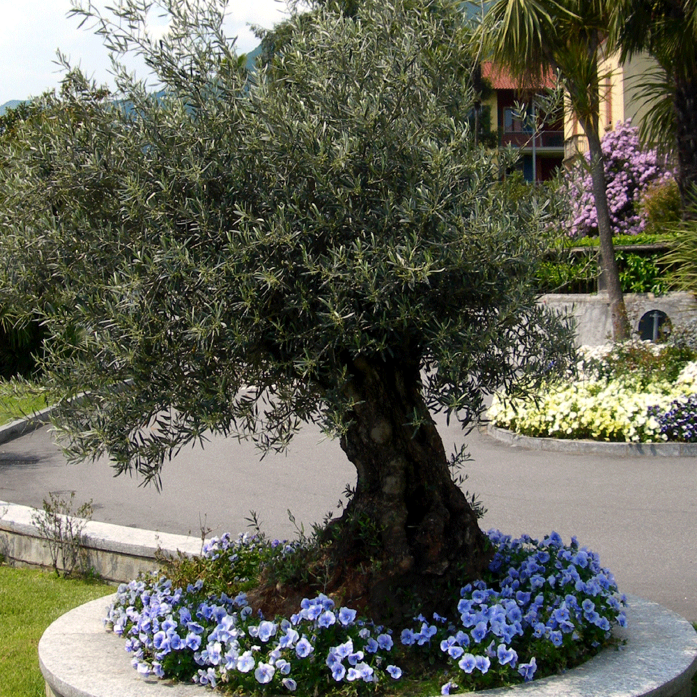 découvrez nos conseils pratiques pour bien planter un olivier, réussir son emplacement, et entretenir cet arbre emblématique de la méditerranée.