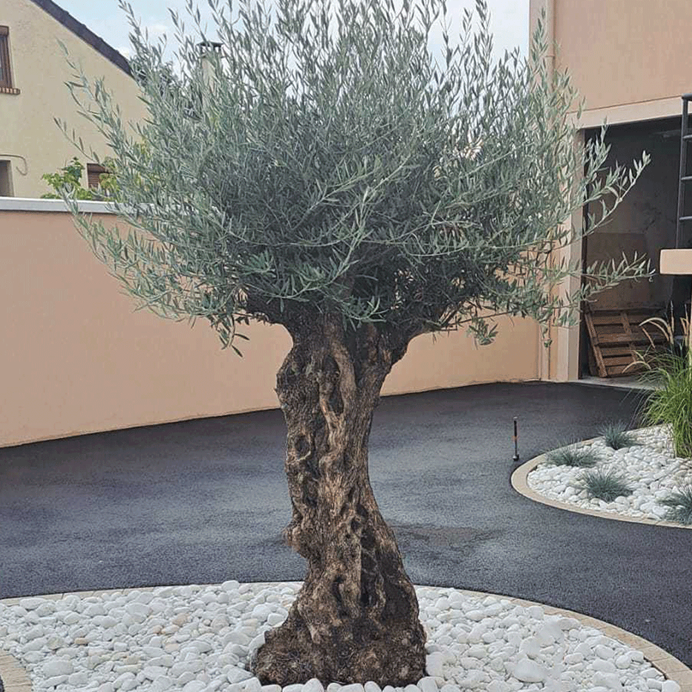 découvrez nos conseils pratiques pour planter un olivier et réussir sa culture en jardin ou en pot, afin de profiter de ses magnifiques feuilles argentées toute l'année.