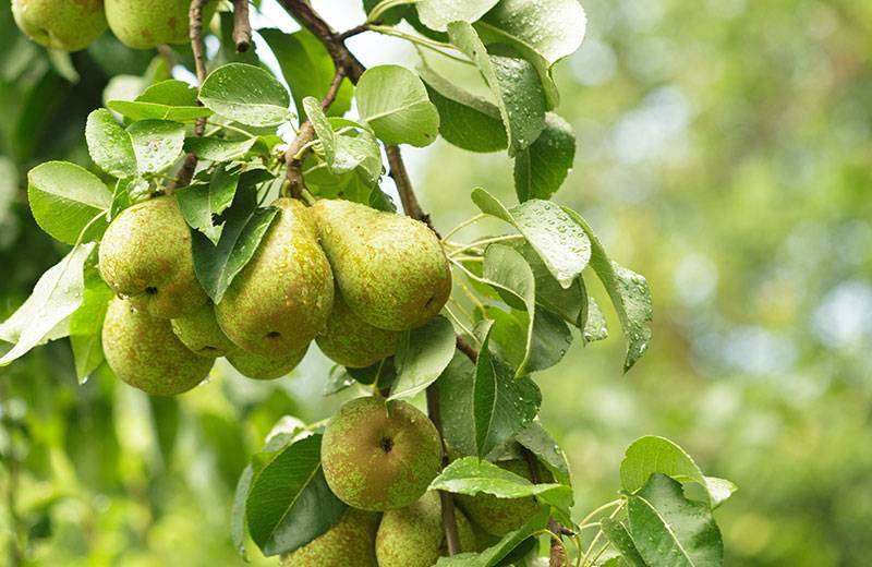 découvrez nos conseils pratiques pour bien planter un poirier et assurer une croissance optimale de votre arbre fruitier dans votre jardin.