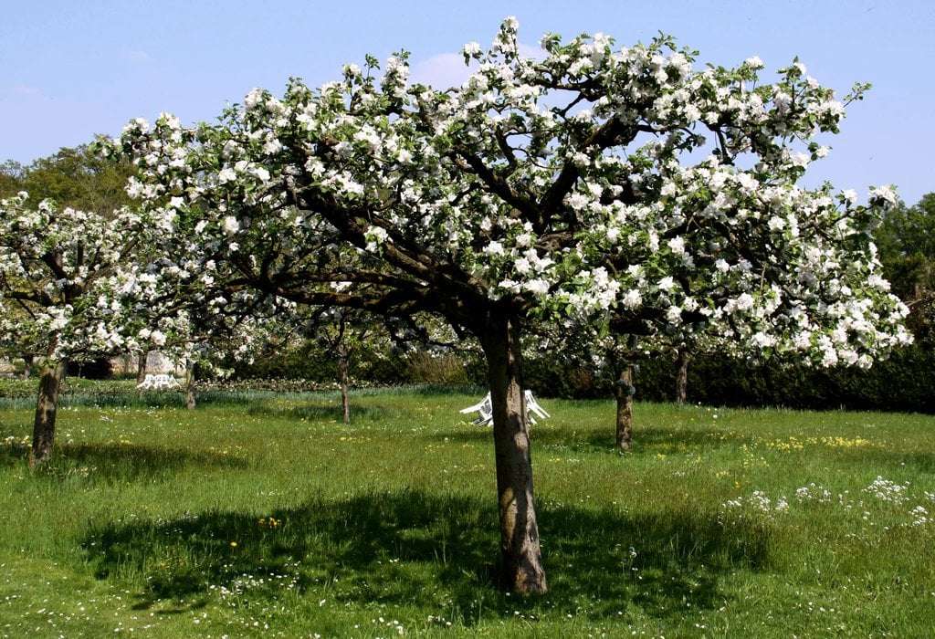 découvrez des conseils pratiques pour planter un poirier avec succès et profiter d'une belle récolte de fruits savoureux.