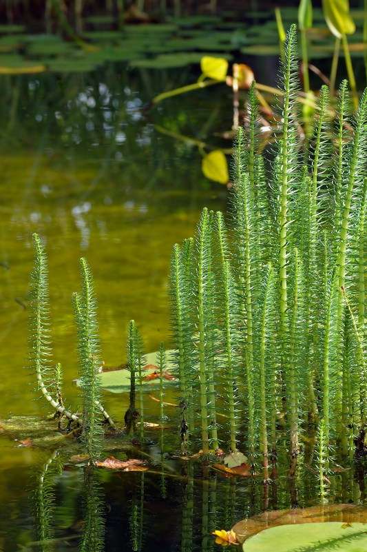 découvrez les plantes aquatiques oxygénantes et leurs bienfaits essentiels pour un écosystème sain, améliorant la qualité de l'eau et favorisant la vie aquatique.