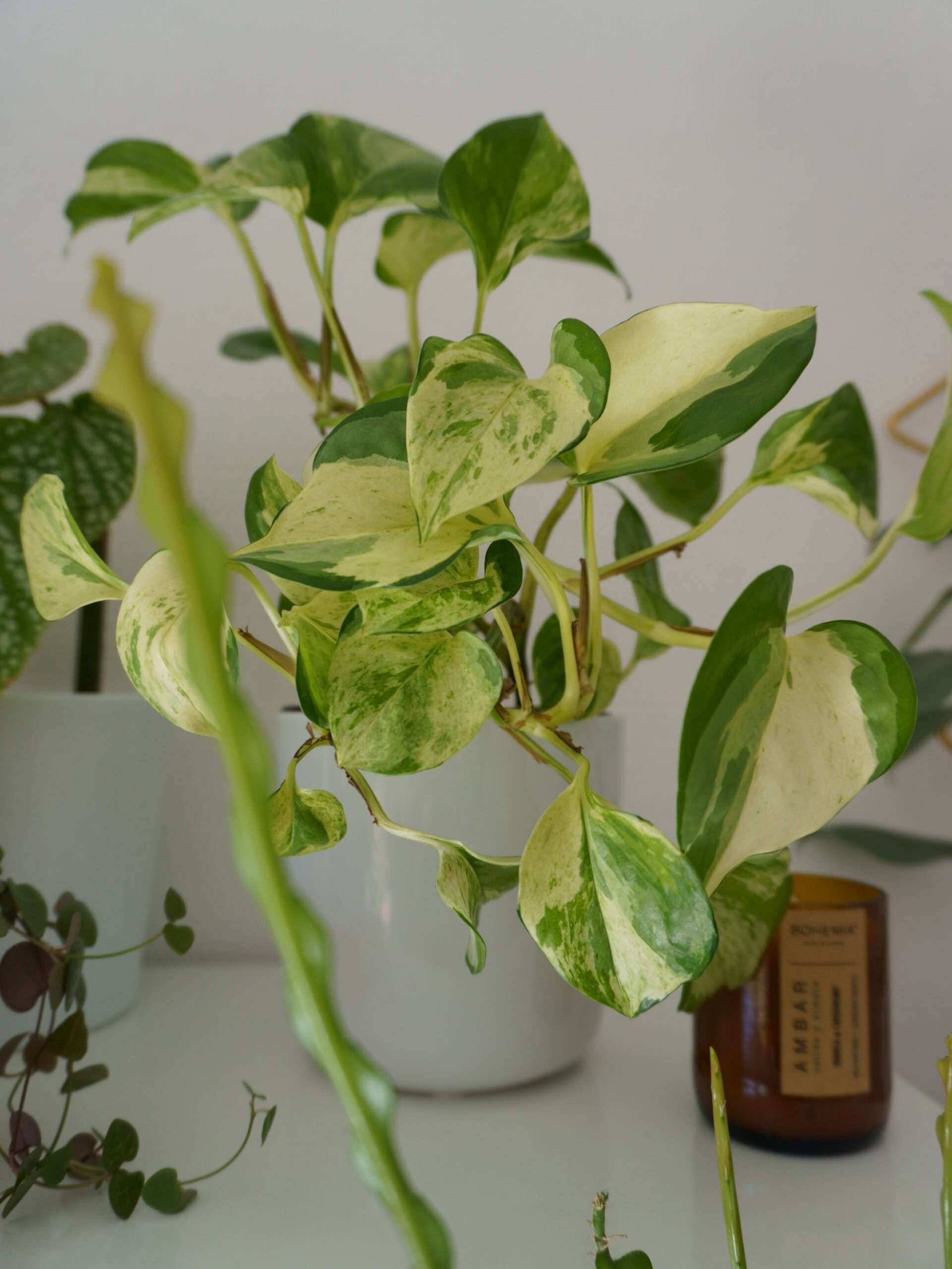 découvrez comment entretenir votre pothos scindapsus avec nos conseils pratiques pour une plante saine et décorative.