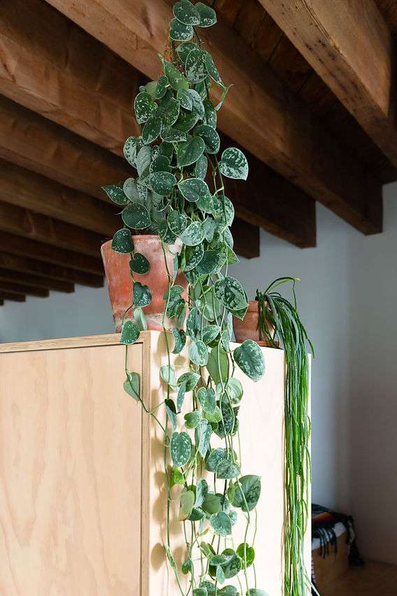 découvrez nos conseils et astuces pour l'entretien du pothos scindapsus, une plante d'intérieur facile à vivre et décorative.