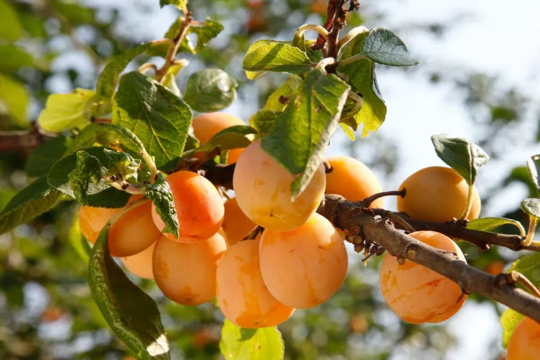 découvrez comment cultiver le prunier reine-claude et profitez de ses nombreux bienfaits pour la santé. guide complet pour réussir sa culture et savourer ses fruits délicieux.