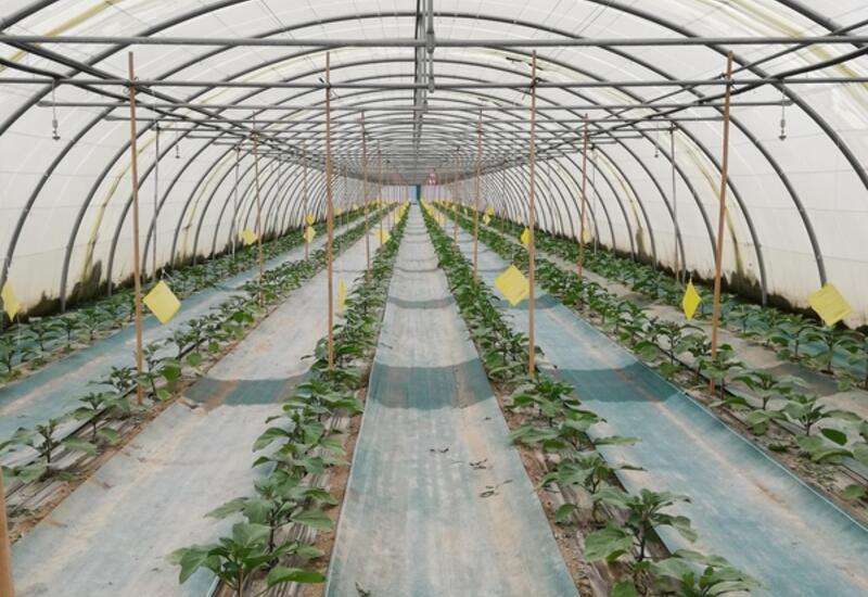 découvrez les conseils essentiels pour réussir la culture de l'aubergine : choix des variétés, préparation du sol, plantation, entretien et récolte pour un potager productif.