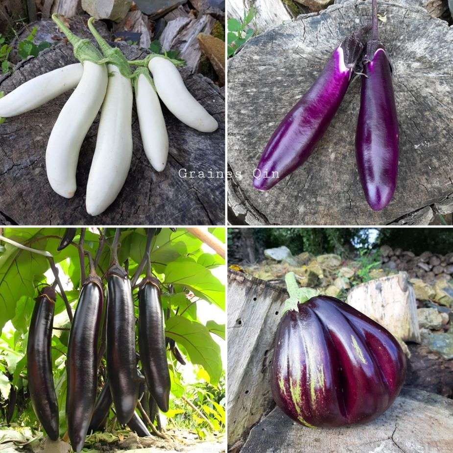 découvrez nos conseils pratiques et astuces essentielles pour réussir la culture de l'aubergine et obtenir des récoltes abondantes et savoureuses.