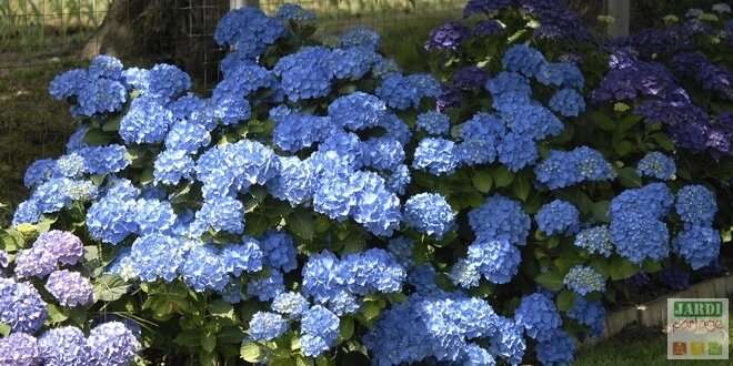 découvrez nos conseils essentiels pour réussir la culture des hortensias bleus et embellir votre jardin avec ces magnifiques fleurs colorées.