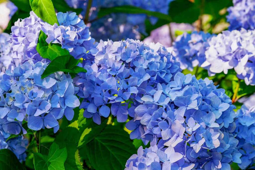 découvrez nos conseils incontournables pour réussir la culture des hortensias bleus et profiter de leurs magnifiques fleurs dans votre jardin.