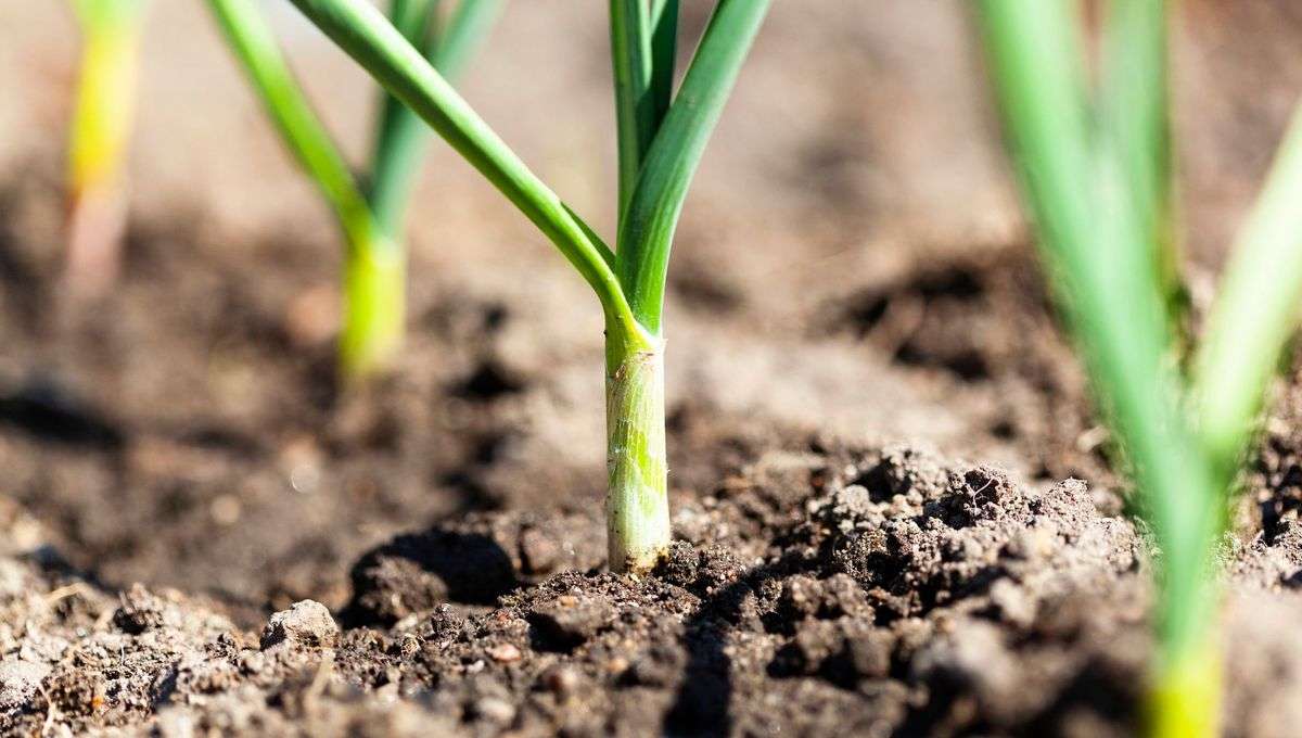 découvrez les meilleures astuces et conseils pour réussir la culture du poireau et obtenir une récolte abondante et de qualité dans votre jardin.