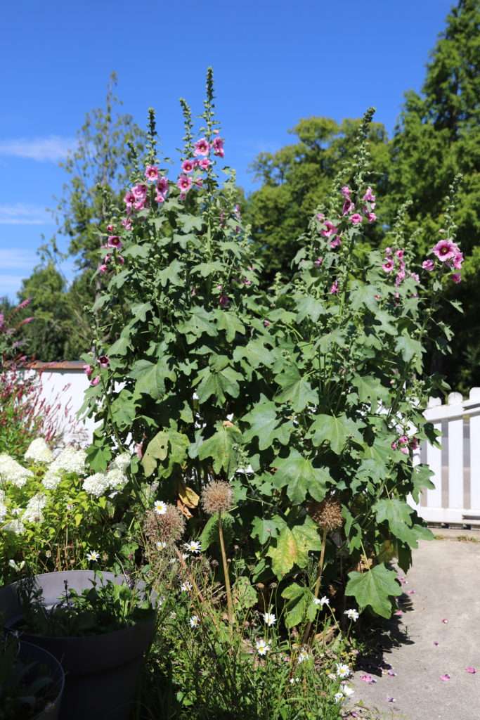 découvrez comment cultiver et entretenir les magnifiques roses trémières pour embellir votre jardin toute l'année.