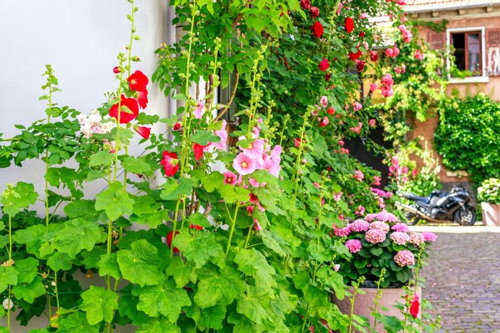 découvrez comment cultiver et entretenir les roses trémières pour un jardin coloré et florissant tout au long de la saison.