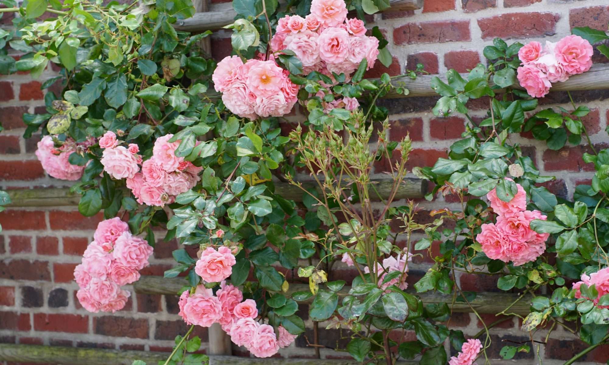 découvrez nos conseils et astuces pour choisir et entretenir vos rosiers grimpants afin d'embellir votre jardin avec élégance et couleur.