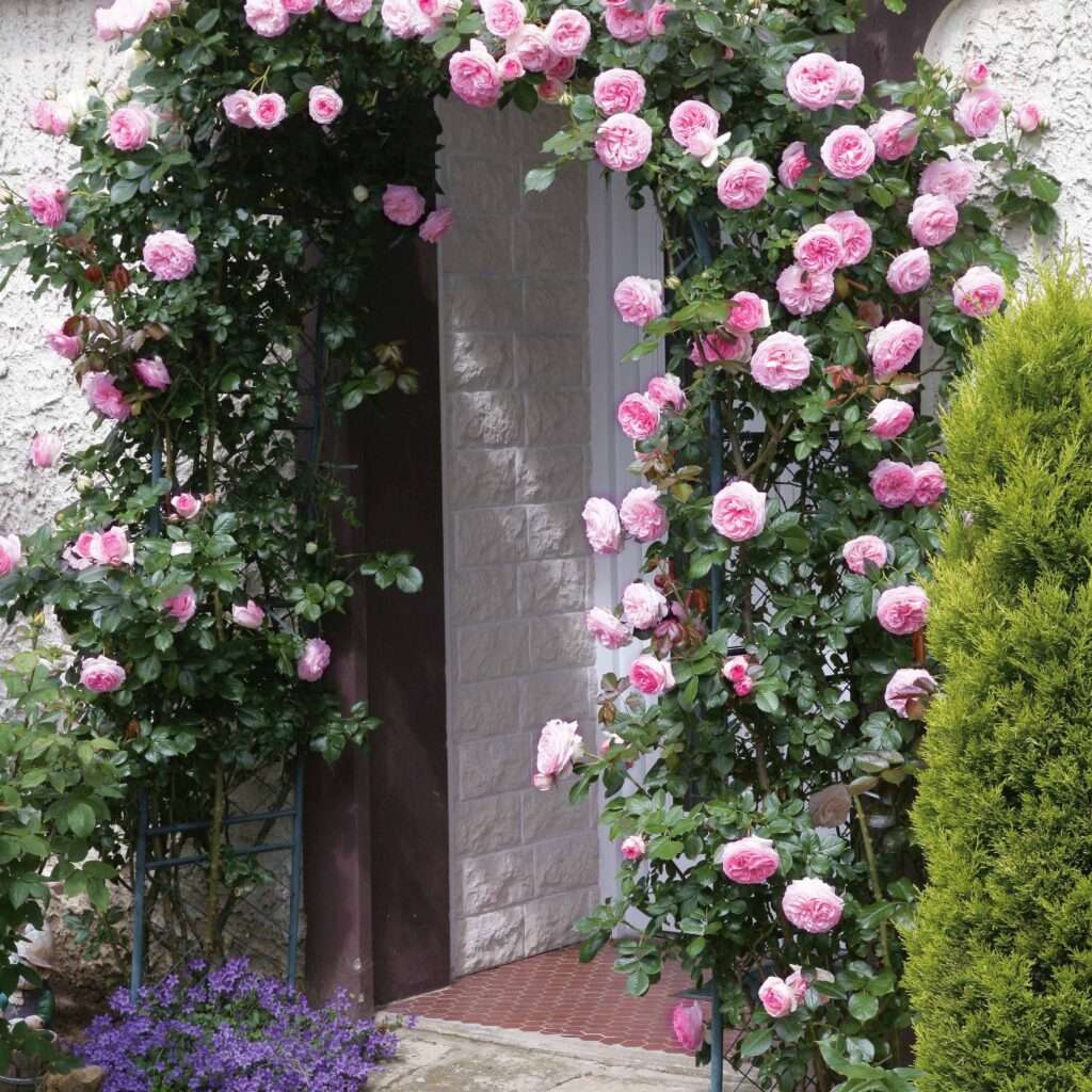 découvrez nos conseils pour choisir et entretenir des rosiers grimpants dans votre jardin, pour une explosion de fleurs et de couleurs toute l'année.