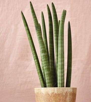 découvrez comment entretenir votre sansevieria avec nos astuces simples et efficaces pour une plante toujours saine et vigoureuse.