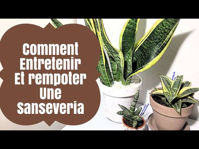 découvrez comment entretenir votre sansevieria avec nos astuces simples et efficaces pour garder cette plante d'intérieur toujours verte et en bonne santé.