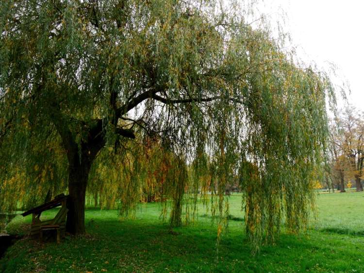 découvrez comment entretenir un saule pleureur et ses différents usages dans votre jardin pour un espace vert harmonieux et apaisant.