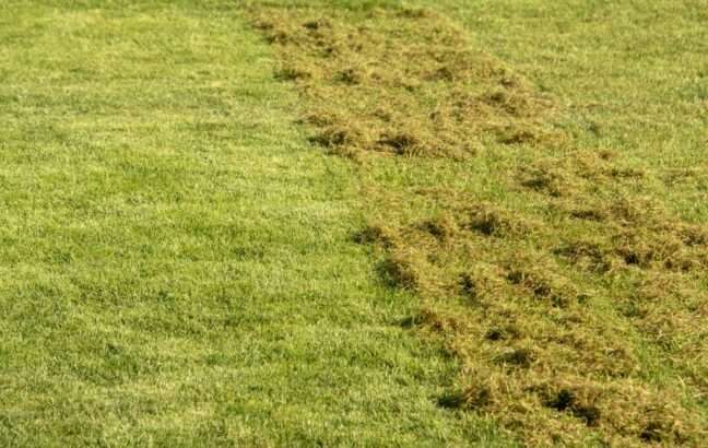 découvrez pourquoi la scarification de la pelouse est essentielle pour un gazon sain et apprenez comment réaliser cette opération efficacement.