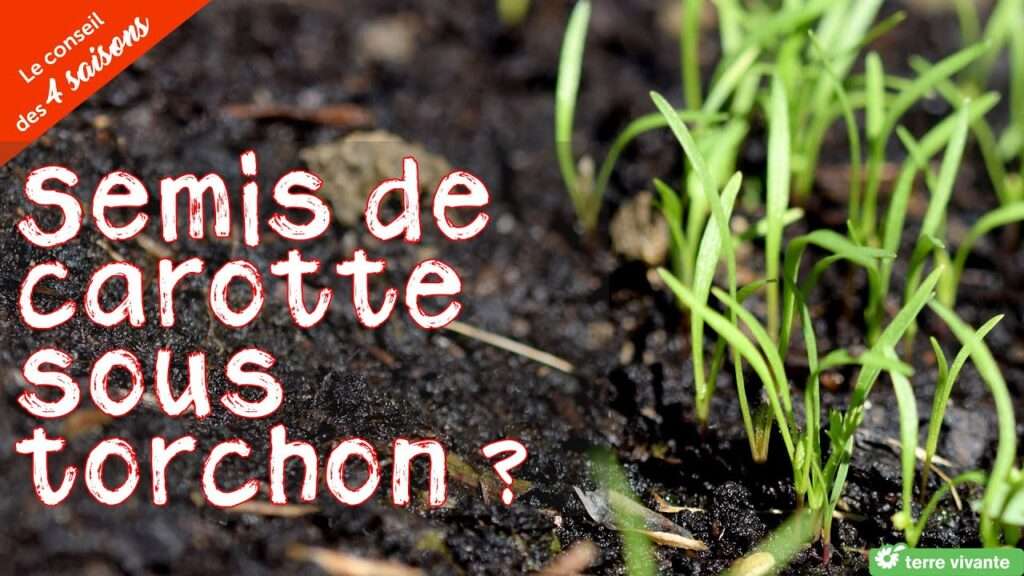 découvrez notre guide complet pour réussir le semis de carottes dans votre potager. astuces, calendrier et conseils pratiques pour une récolte abondante et savoureuse.
