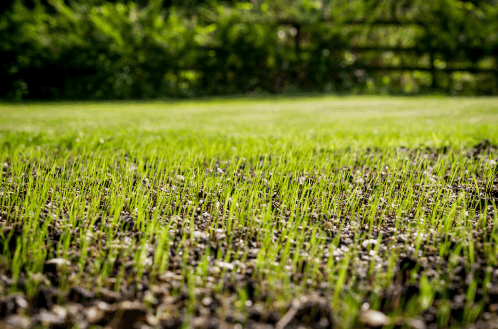 apprenez à réussir votre semis de gazon pour obtenir une pelouse verte et dense grâce à nos conseils pratiques et astuces de jardinage.