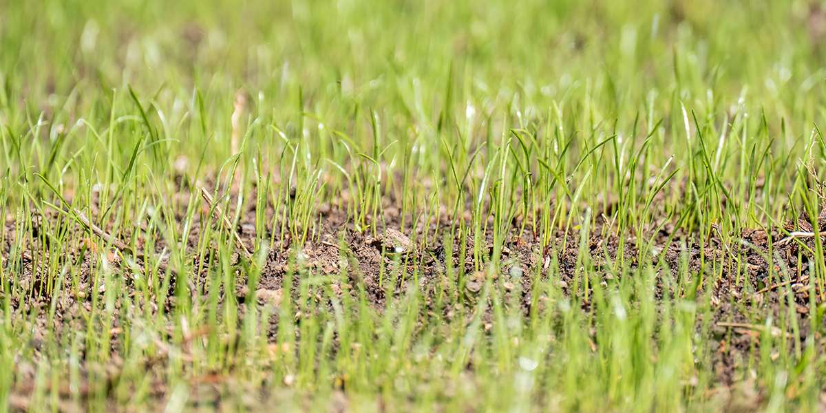 découvrez nos conseils pour réussir le semis de gazon et obtenir une pelouse verdoyante et saine.