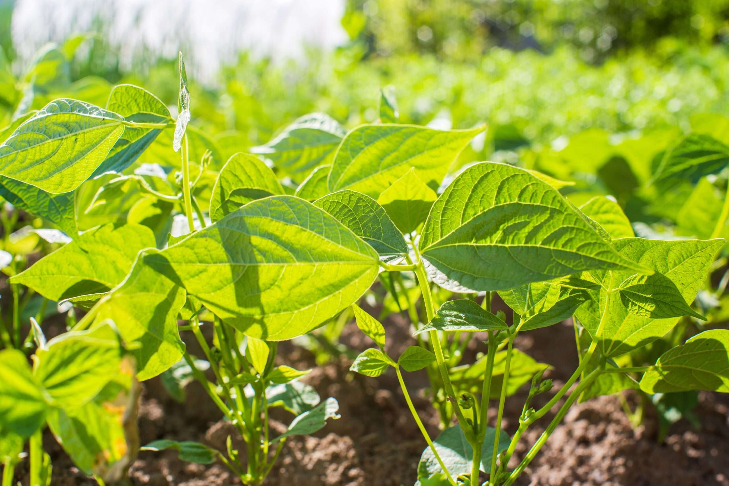 découvrez notre guide complet pour réussir le semis des haricots verts, avec des conseils pratiques pour une culture facile et productive.