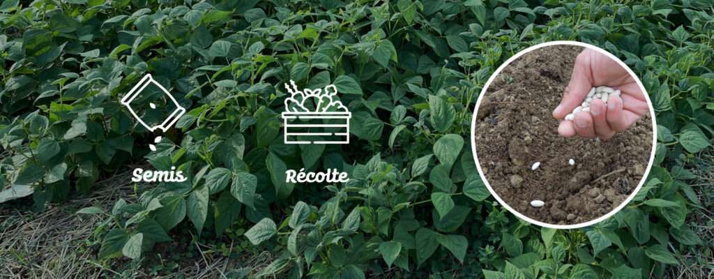 découvrez notre guide complet pour réussir le semis des haricots verts, avec des conseils pratiques et astuces pour une récolte abondante.