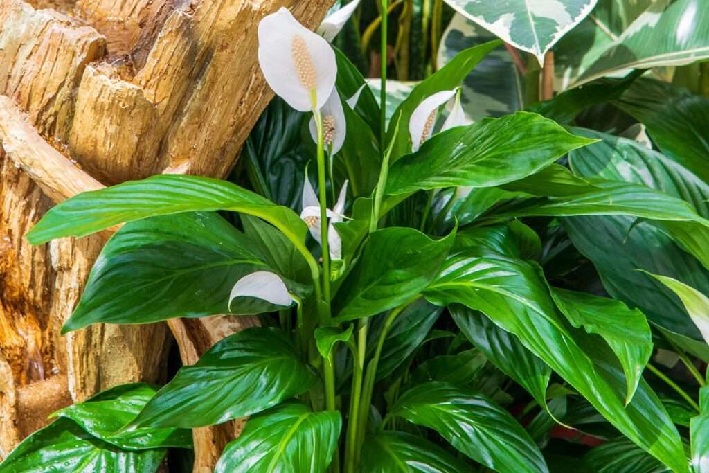 découvrez nos conseils pratiques pour la culture et l'entretien du spathiphyllum, une plante d'intérieur élégante et facile à entretenir.