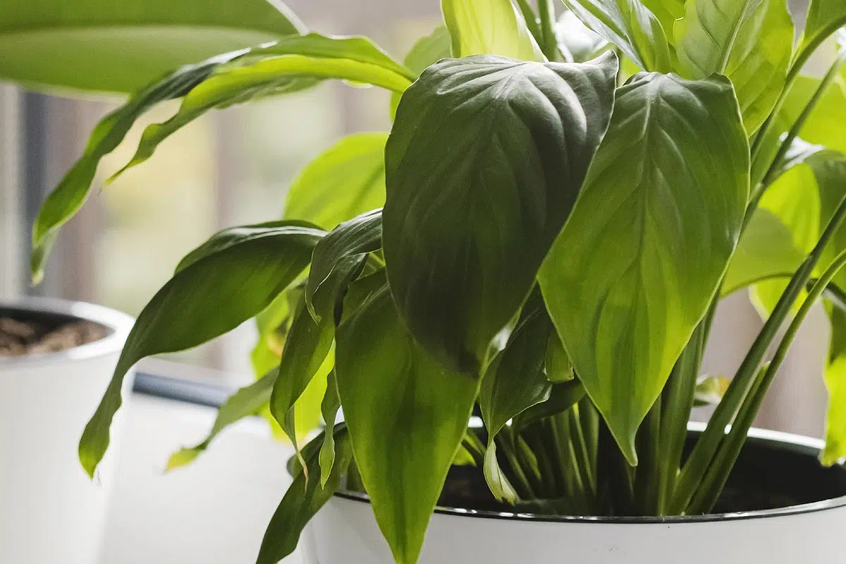 découvrez nos conseils pratiques pour la culture et l'entretien du spathiphyllum, une plante d'intérieur élégante et facile à entretenir.