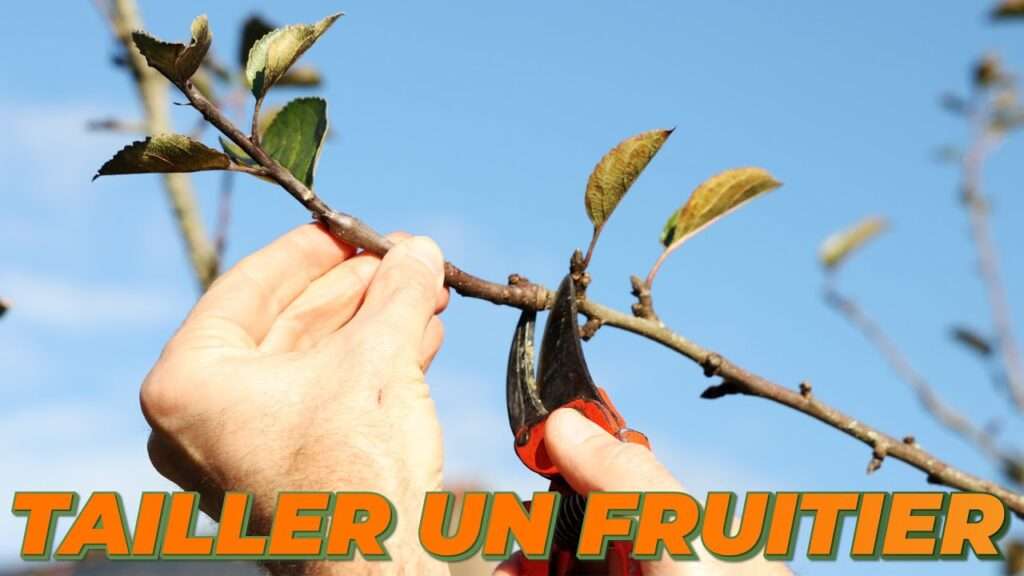 découvrez les techniques clés pour la taille des arbres fruitiers afin d'optimiser leur croissance, améliorer la qualité des fruits et assurer une récolte abondante.