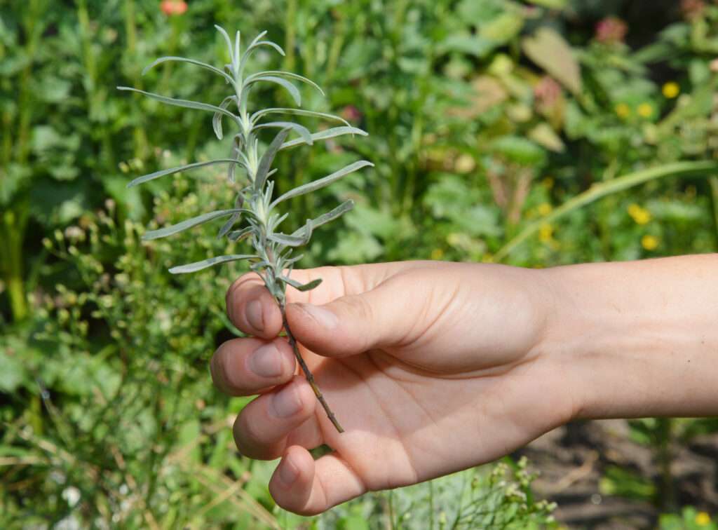 découvrez comment tailler et bouturer la lavande pour obtenir des plantes saines et parfumées. guide pratique étape par étape pour réussir vos plantations.