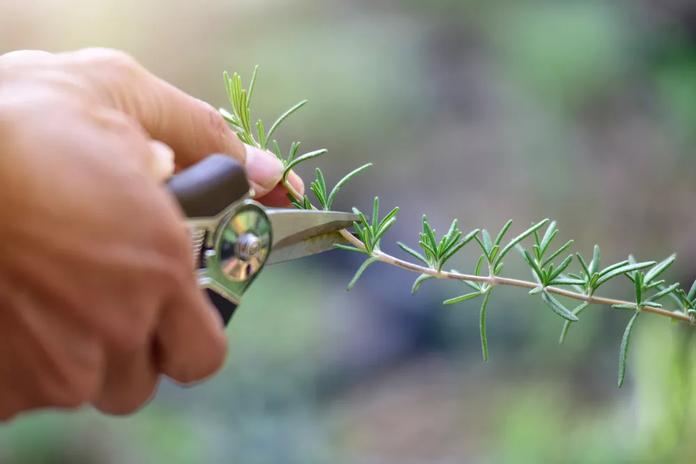 découvrez comment tailler et bouturer la lavande pour une croissance saine et abondante. guide pratique étape par étape pour réussir vos plantations de lavande.