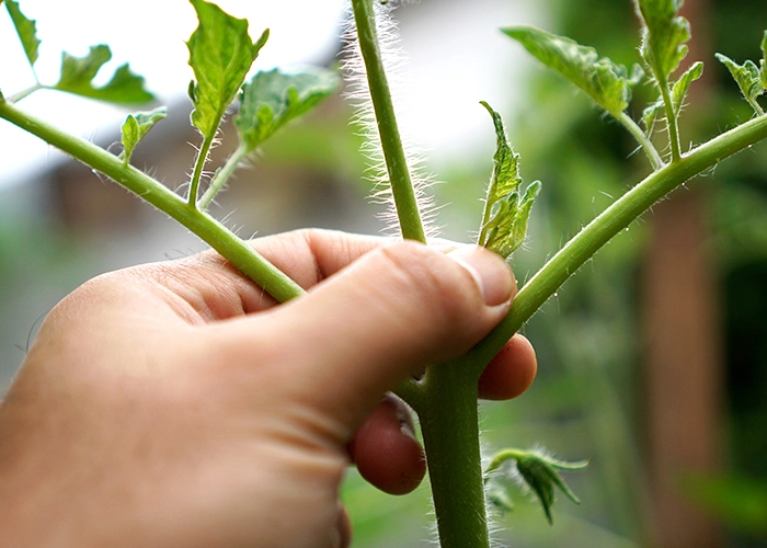 découvrez les meilleures astuces pour bien tailler vos plants de tomates et optimiser la récolte de fruits savoureux et abondants.
