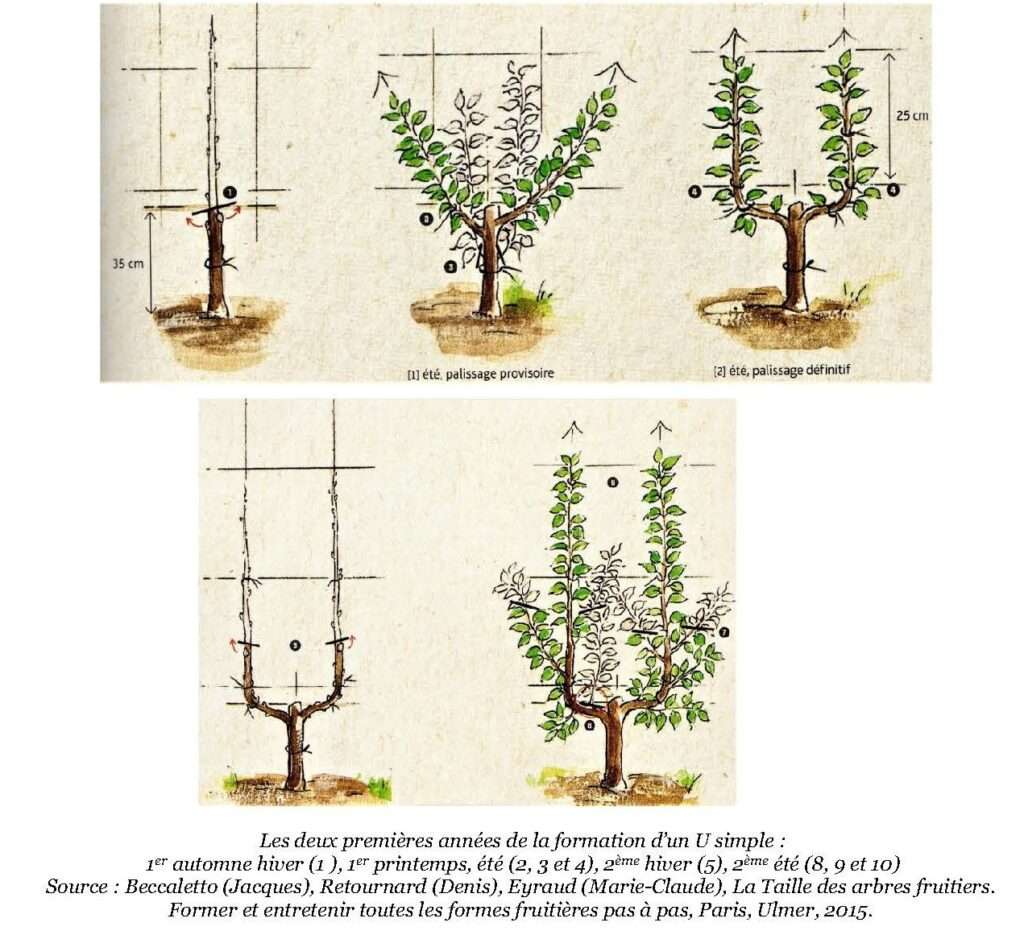 découvrez comment tailler efficacement votre pommier et choisir les meilleures variétés adaptées à votre jardin pour un verger sain et productif.