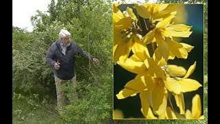 apprenez à tailler le forsythia correctement pour favoriser une floraison abondante et éclatante au printemps. conseils pratiques et astuces de jardinage.