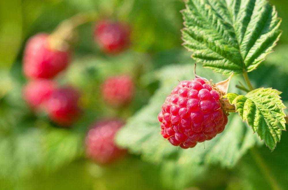 apprenez à tailler votre framboisier efficacement pour optimiser la production de fruits en 2026. conseils pratiques et techniques adaptées pour une récolte abondante.