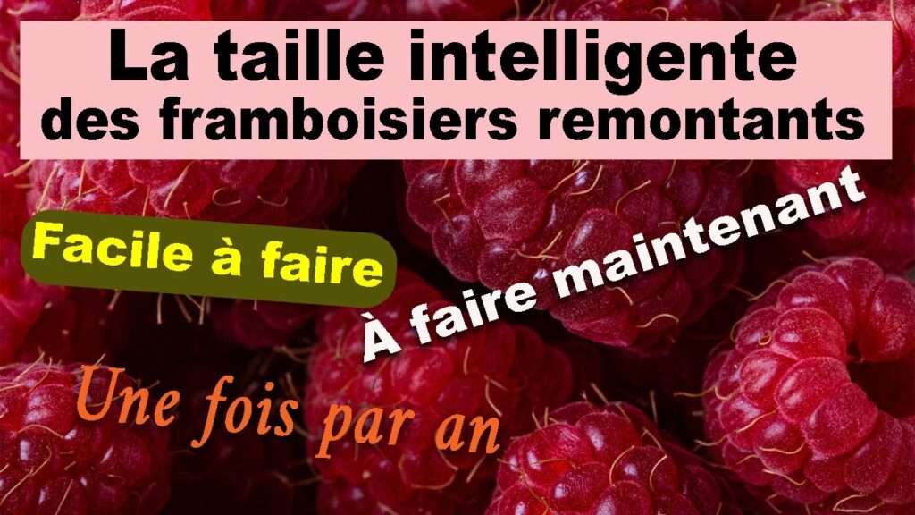 découvrez comment tailler efficacement vos framboisiers pour maximiser leur production en 2026 grâce à nos conseils pratiques et simples.