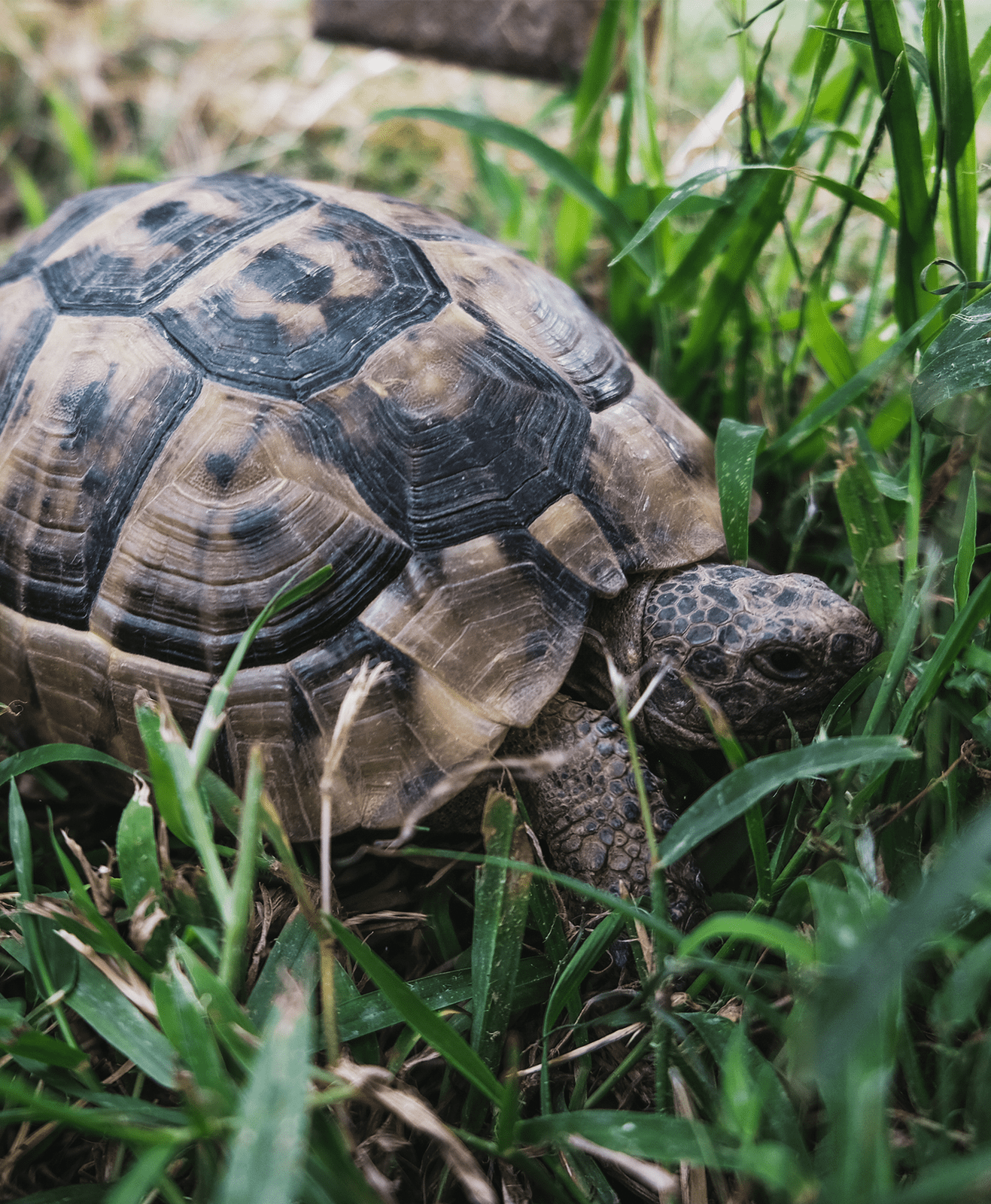 découvrez tout sur la tortue de jardin : son habitat naturel, son alimentation adaptée et les soins essentiels pour assurer son bien-être.