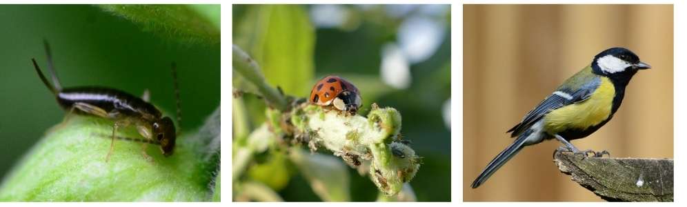 découvrez des traitements naturels efficaces pour éliminer les pucerons de vos plantes tout en respectant l'environnement.