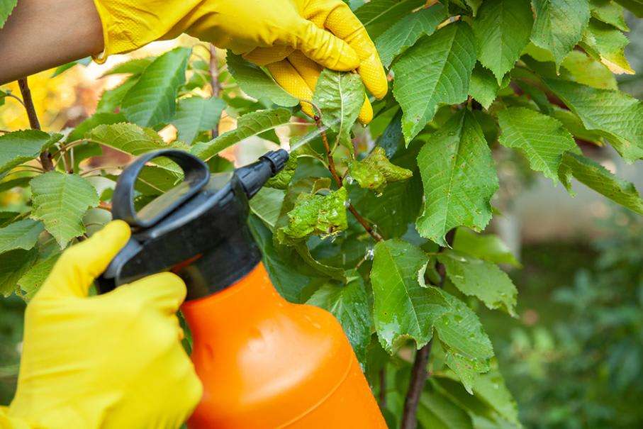 découvrez des solutions naturelles et efficaces pour éliminer les pucerons de vos plantes sans utiliser de produits chimiques.