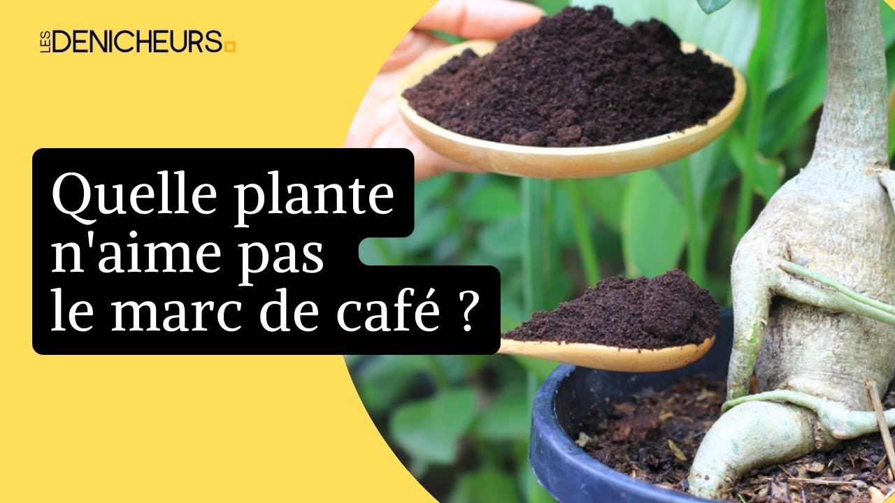 découvrez comment utiliser le marc de café au jardin en 2025 pour enrichir votre sol, nourrir vos plantes et lutter naturellement contre les parasites.