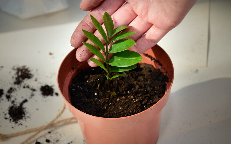 découvrez comment utiliser le marc de café au jardin en 2025 pour enrichir votre sol, repousser les parasites naturellement et favoriser la croissance de vos plantes.