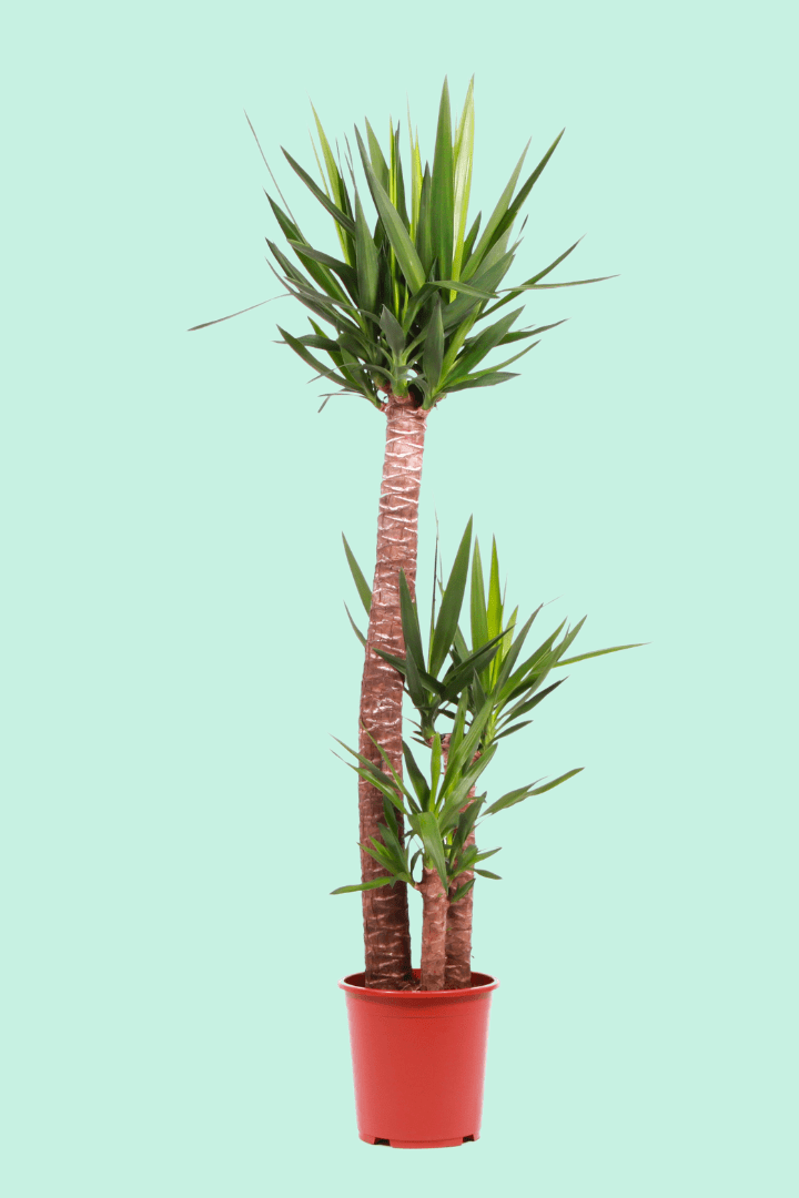 découvrez nos conseils pratiques pour l'entretien du yucca d'intérieur et assurez-lui une croissance saine et élégante dans votre maison.