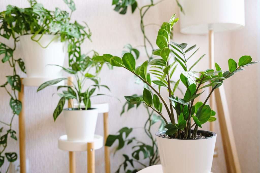 découvrez comment prendre soin de votre zamioculcas avec nos conseils pratiques et astuces pour une plante toujours saine et luxuriante.