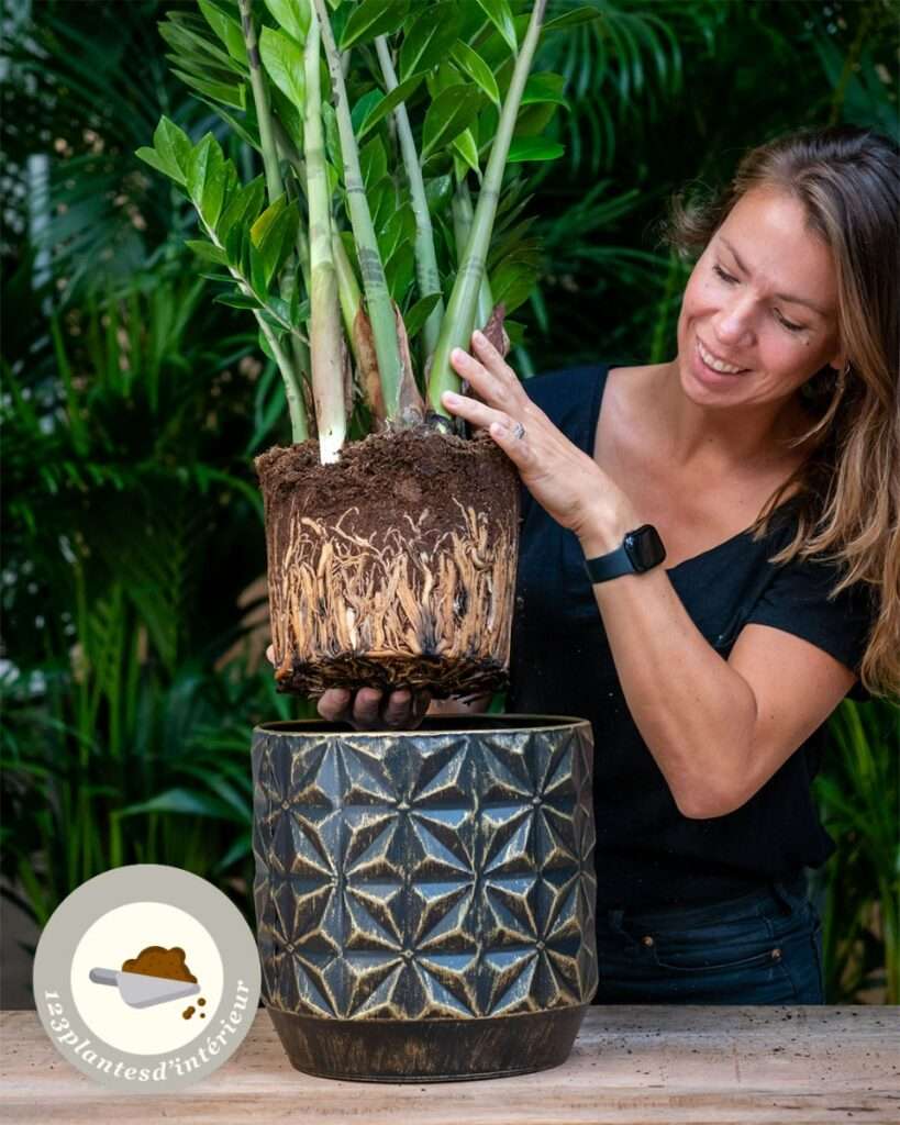 découvrez les soins essentiels et les meilleures astuces pour entretenir votre zamioculcas et le garder en pleine santé toute l'année.