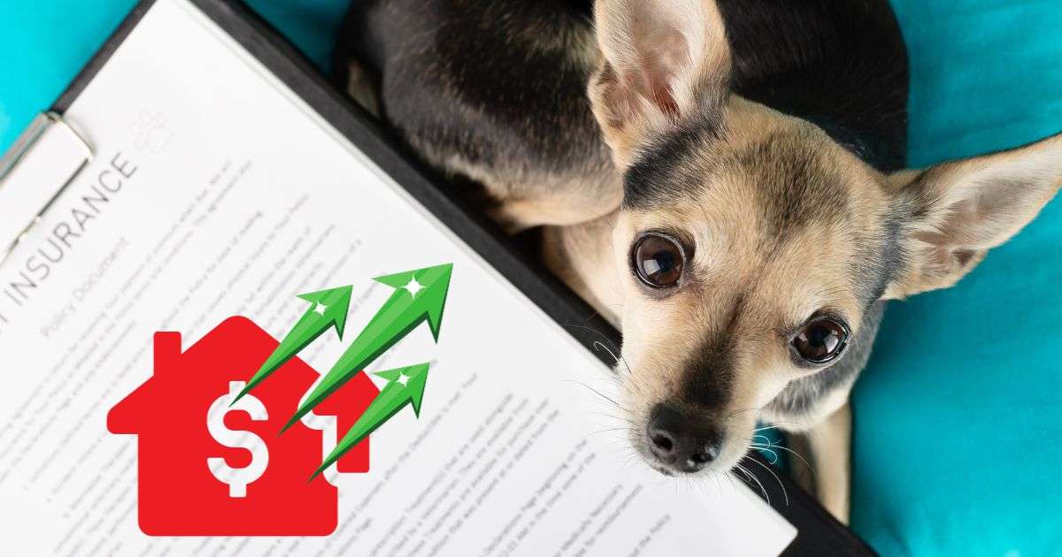 assurez la sécurité de votre animal de compagnie et de votre domicile avec nos offres d'assurance complètes et adaptées à vos besoins.